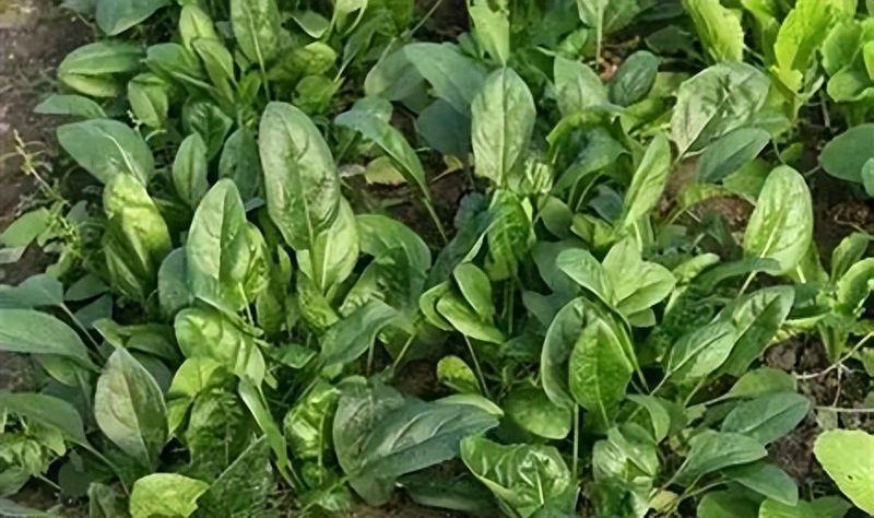 冷棚白菜的种植技术