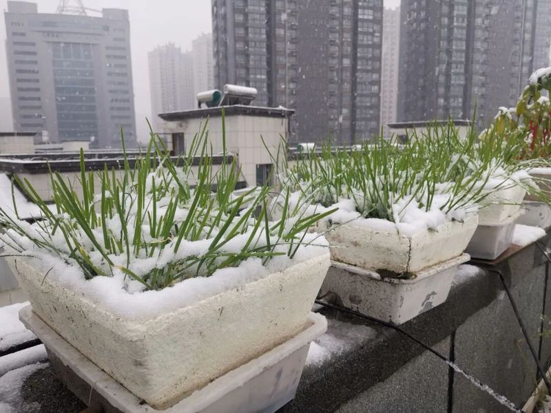 冷棚白菜的种植技术