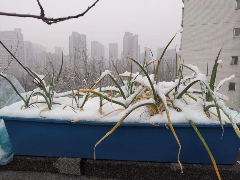 冷棚白菜的种植技术