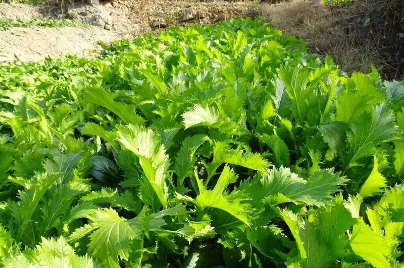 冷棚白菜的种植技术