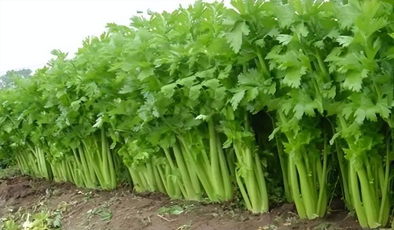 冷棚白菜的种植技术