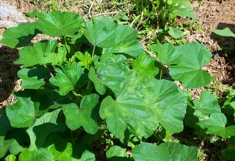 冷棚白菜的种植技术