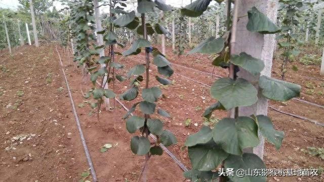 The technology of yellow-heard monkey cultivation
