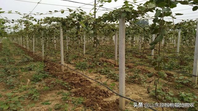 The technology of yellow-heard monkey cultivation