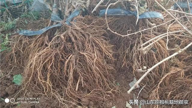 The technology of yellow-heard monkey cultivation