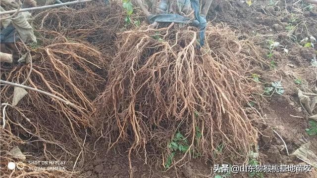 The technology of yellow-heard monkey cultivation