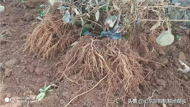 The technology of yellow-heard monkey cultivation