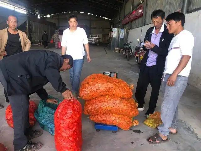 印度魔鬼椒种植方法