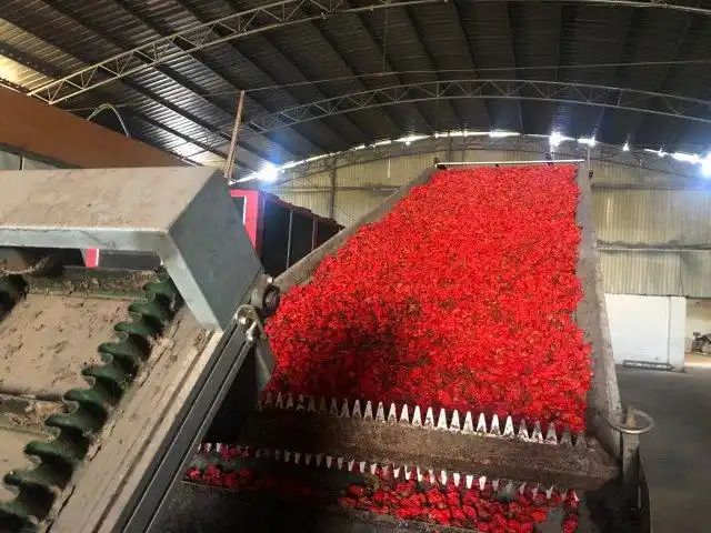 印度魔鬼椒种植方法