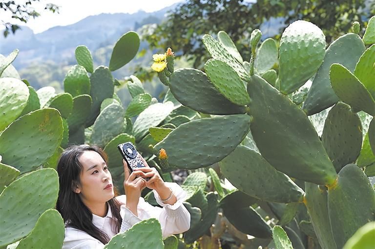仙人掌的种植方法
