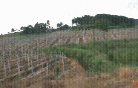 黄心猕猴桃种植技术