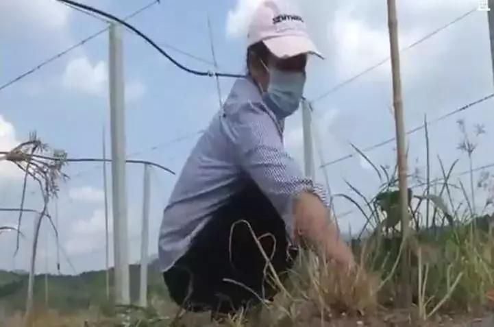 黄心猕猴桃种植技术
