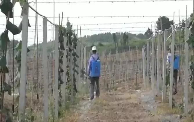 黄心猕猴桃种植技术