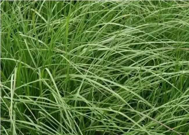 禾木科狗牙根种植技术
