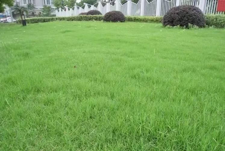 禾木科狗牙根种植技术
