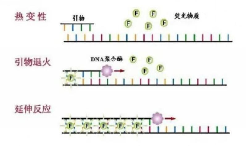 rt pcr实验步骤