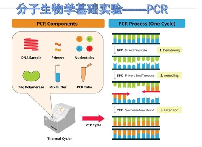 rt pcr实验步骤