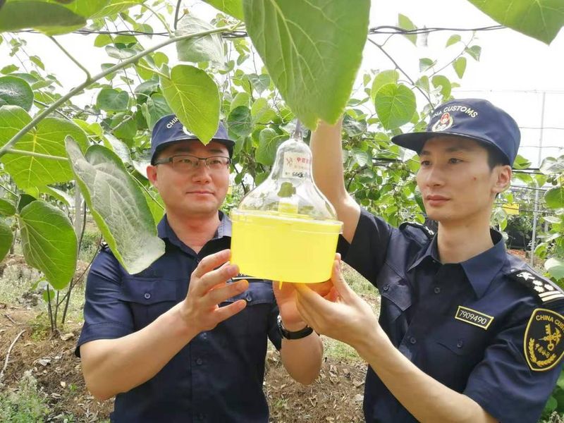 黄心猕猴桃种植技术