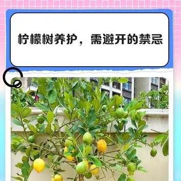 Lemon tree planting techniques
