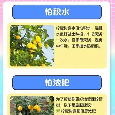 Lemon tree planting techniques