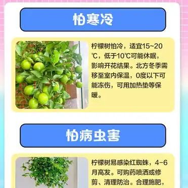 Lemon tree planting techniques