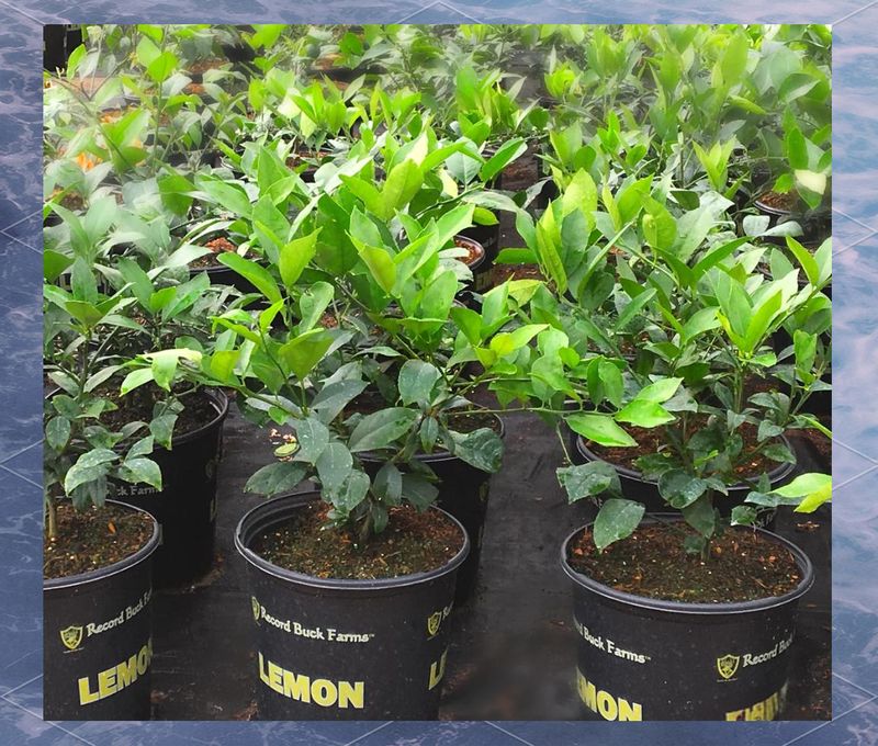 Lemon tree planting techniques