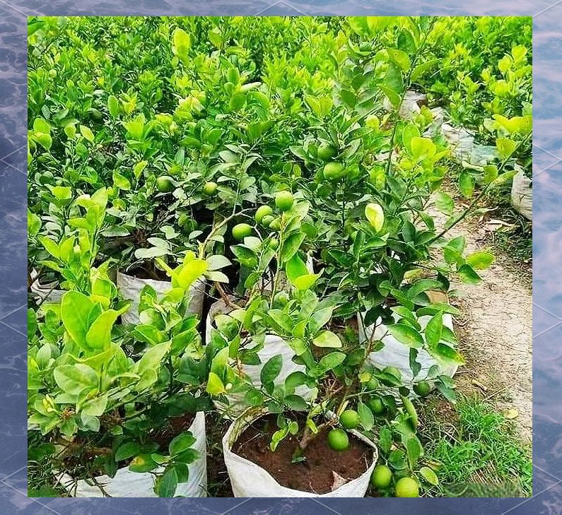 Lemon tree planting techniques