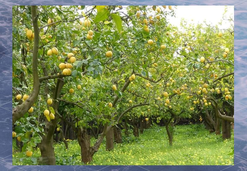 Lemon tree planting techniques