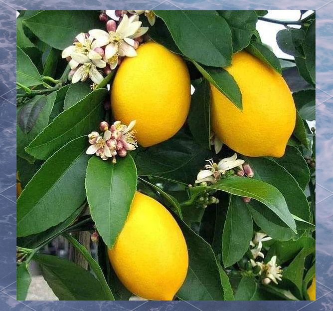 Lemon tree planting techniques
