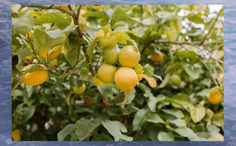 Lemon tree planting techniques