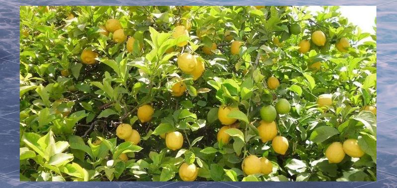 Lemon tree planting techniques