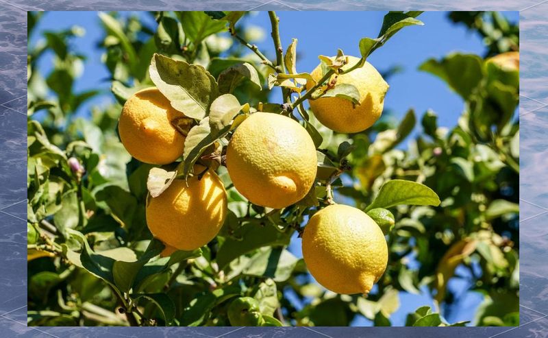 Lemon tree planting techniques