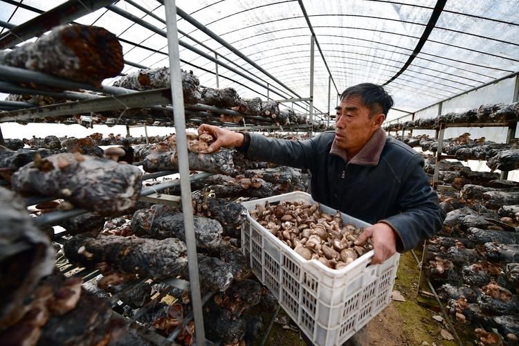 A video of mushroom growing technology