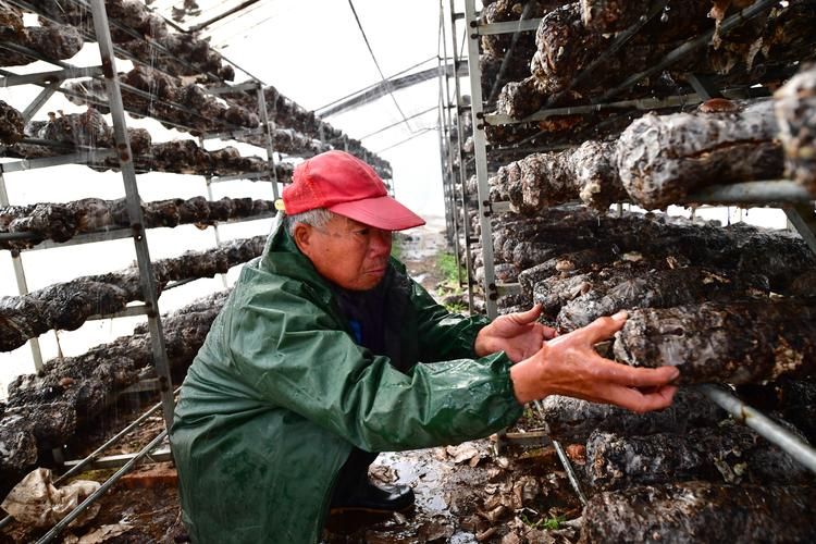 A video of mushroom growing technology