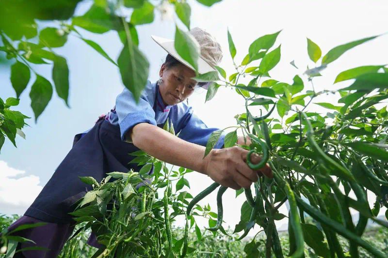 印度魔鬼椒种植方法
