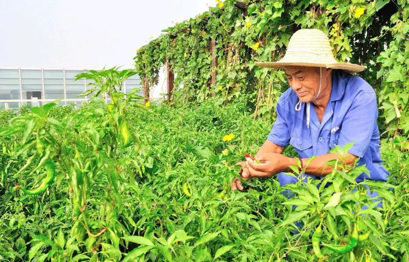 印度魔鬼椒种植方法