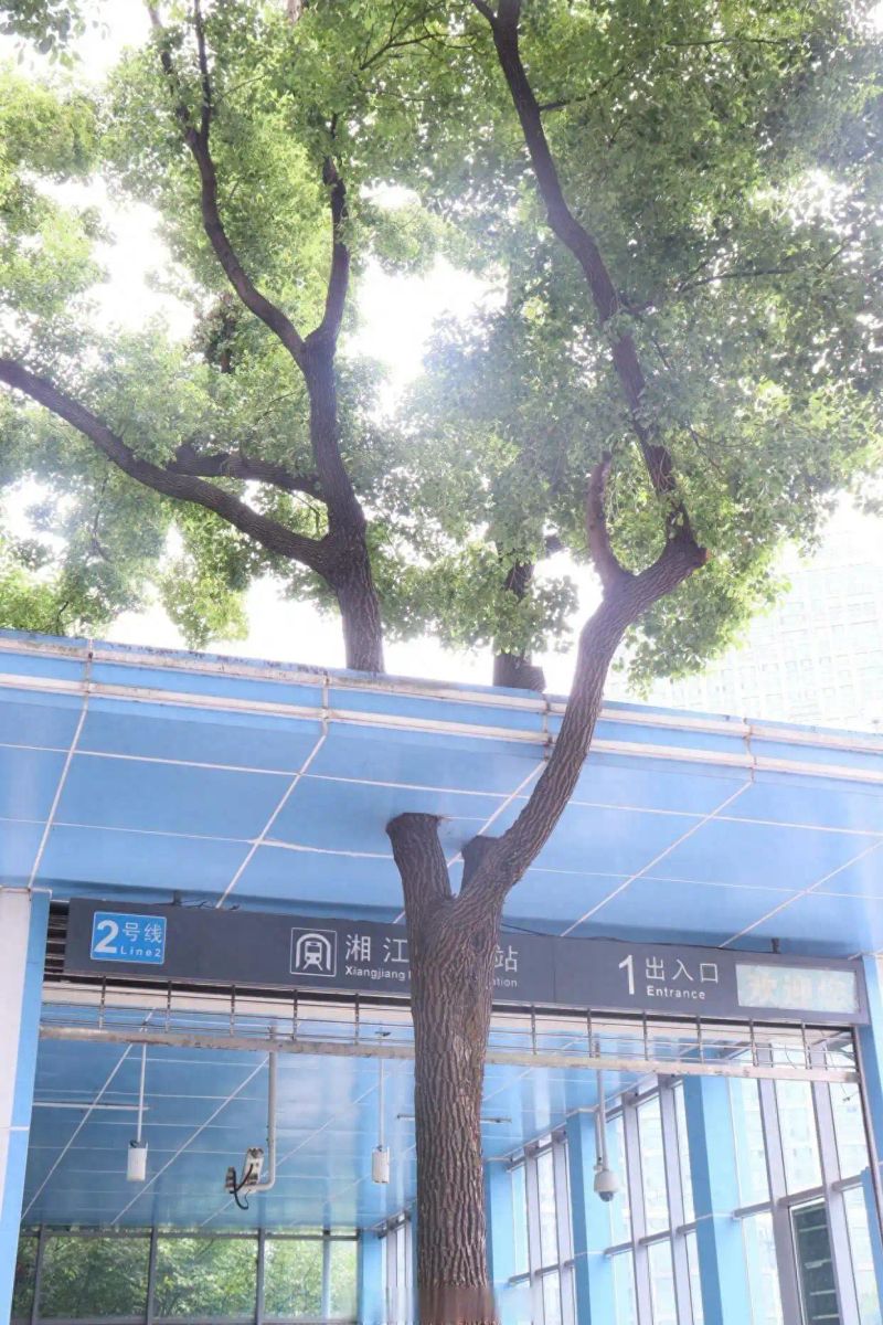香樟树种植方法