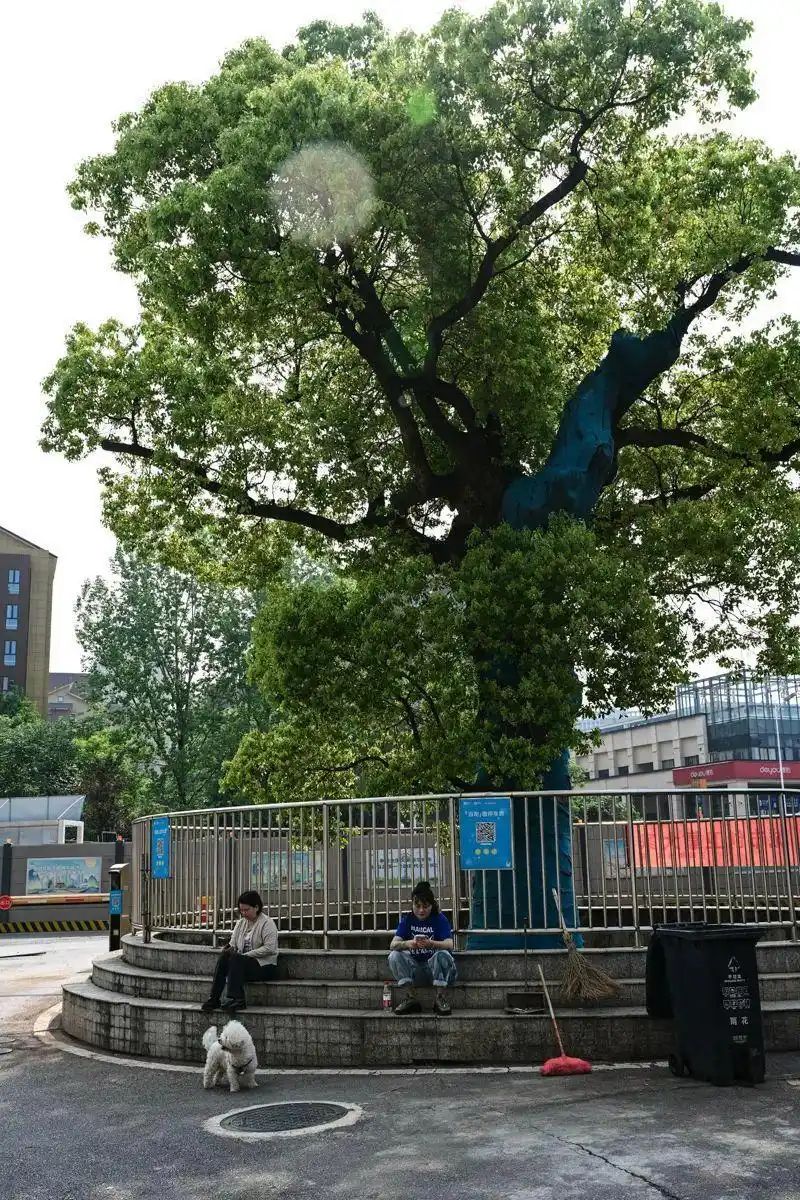 香樟树种植方法