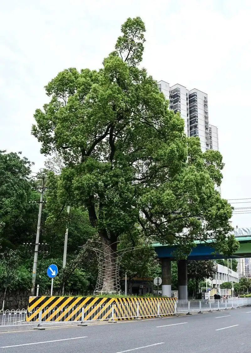 香樟树种植方法