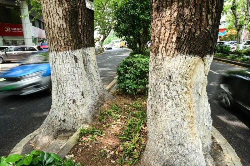 香樟树种植方法