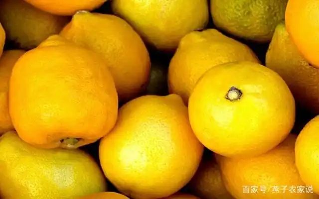 Lemon tree planting techniques
