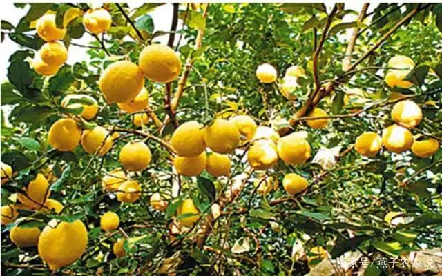 Lemon tree planting techniques
