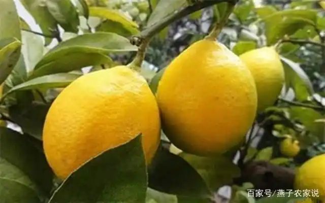 Lemon tree planting techniques