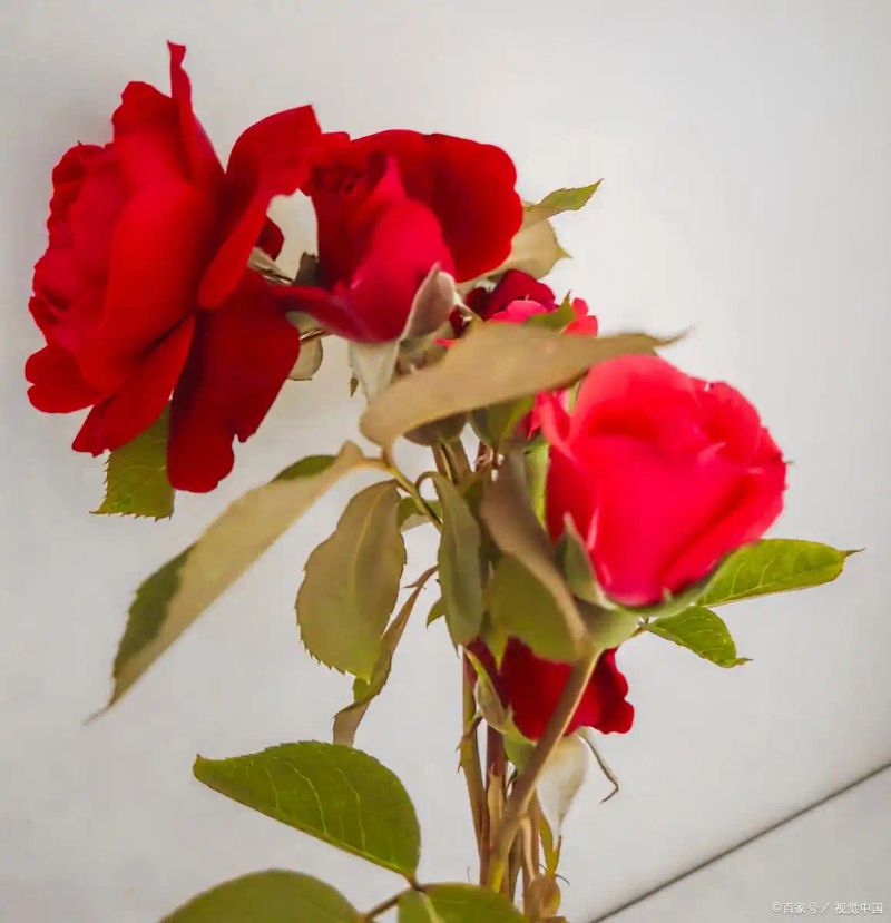 月季花的叶的特点