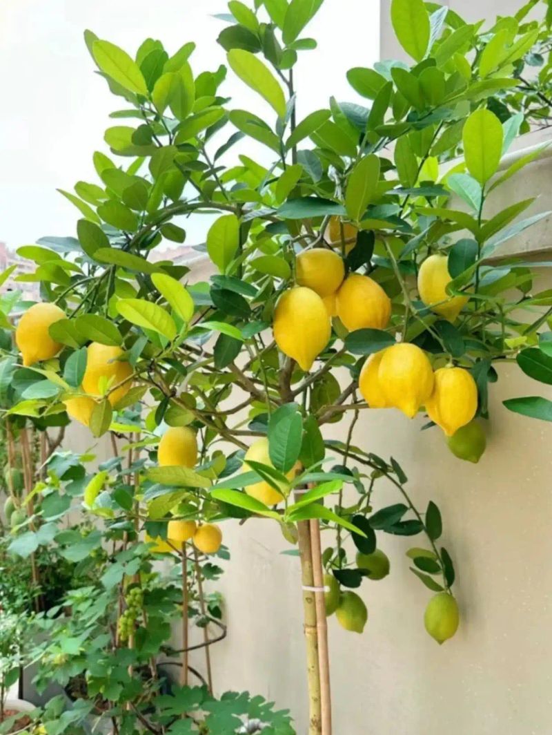 Lemon tree planting techniques