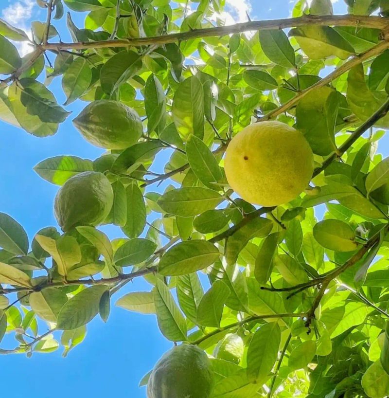 Lemon tree planting techniques