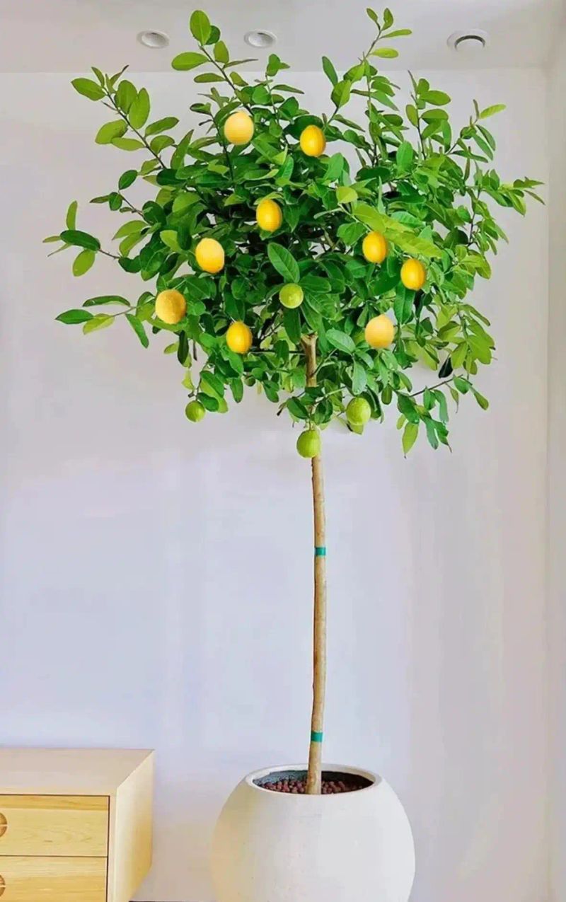 Lemon tree planting techniques