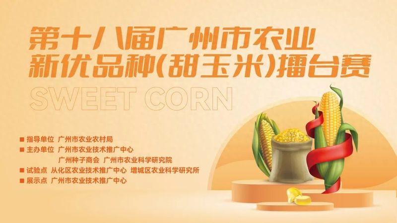 甜玉米种植技术