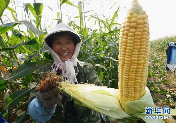 甜玉米种植技术