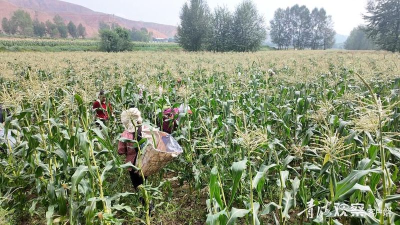Sweet corn cultivation techniques